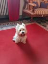 Westie iscritti di recente