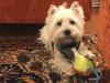 Immagine Westie