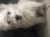 Immagine Westie