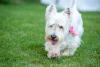 Immagine Westie