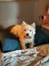 Westie iscritti di recente
