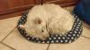 Immagine Westie