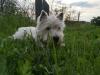 Immagine Westie