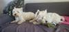 Immagine Westie