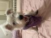 Immagine Westie
