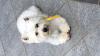 Immagine Westie