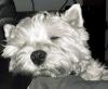 Immagine Westie