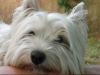 Immagine Westie