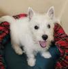 Westie