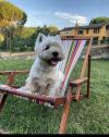 Westie iscritti di recente