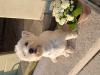 Immagine Westie