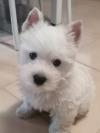 Westie iscritti di recente