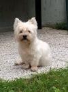 Westie iscritti di recente