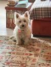 Immagine Westie