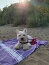 Immagine Westie