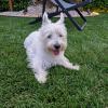 Immagine Westie
