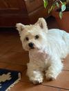 Immagine Westie