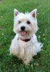 Immagine Westie