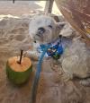 Westie iscritti di recente