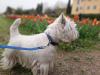 Immagine Westie
