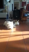 Immagine Westie
