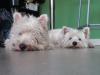 Immagine Westie