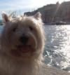 Immagine Westie