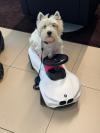 Immagine Westie