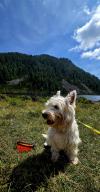 Immagine Westie