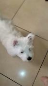 Immagine Westie