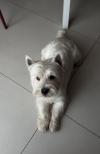 Immagine Westie