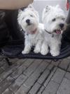 Immagine Westie