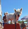 Immagine Westie