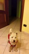 Immagine Westie