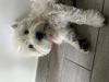 Westie iscritti di recente