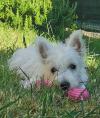 Westie iscritti di recente