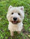 Westie iscritti di recente