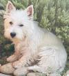 Immagine Westie