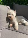 Immagine Westie