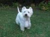 Immagine Westie
