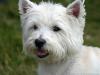 Immagine Westie