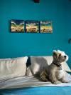 Westie iscritti di recente