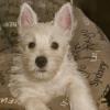 Westie iscritti di recente