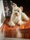 Immagine Westie