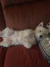 Westie iscritti di recente