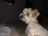 Immagine Westie