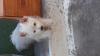 Immagine Westie