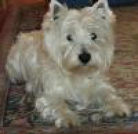 Immagine Westie