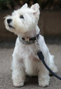 Immagine Westie