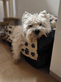 Immagine Westie